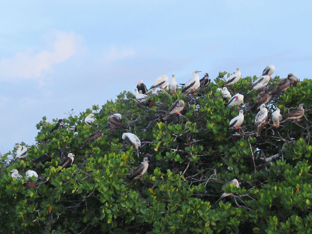 red-footed bobbies seychelles