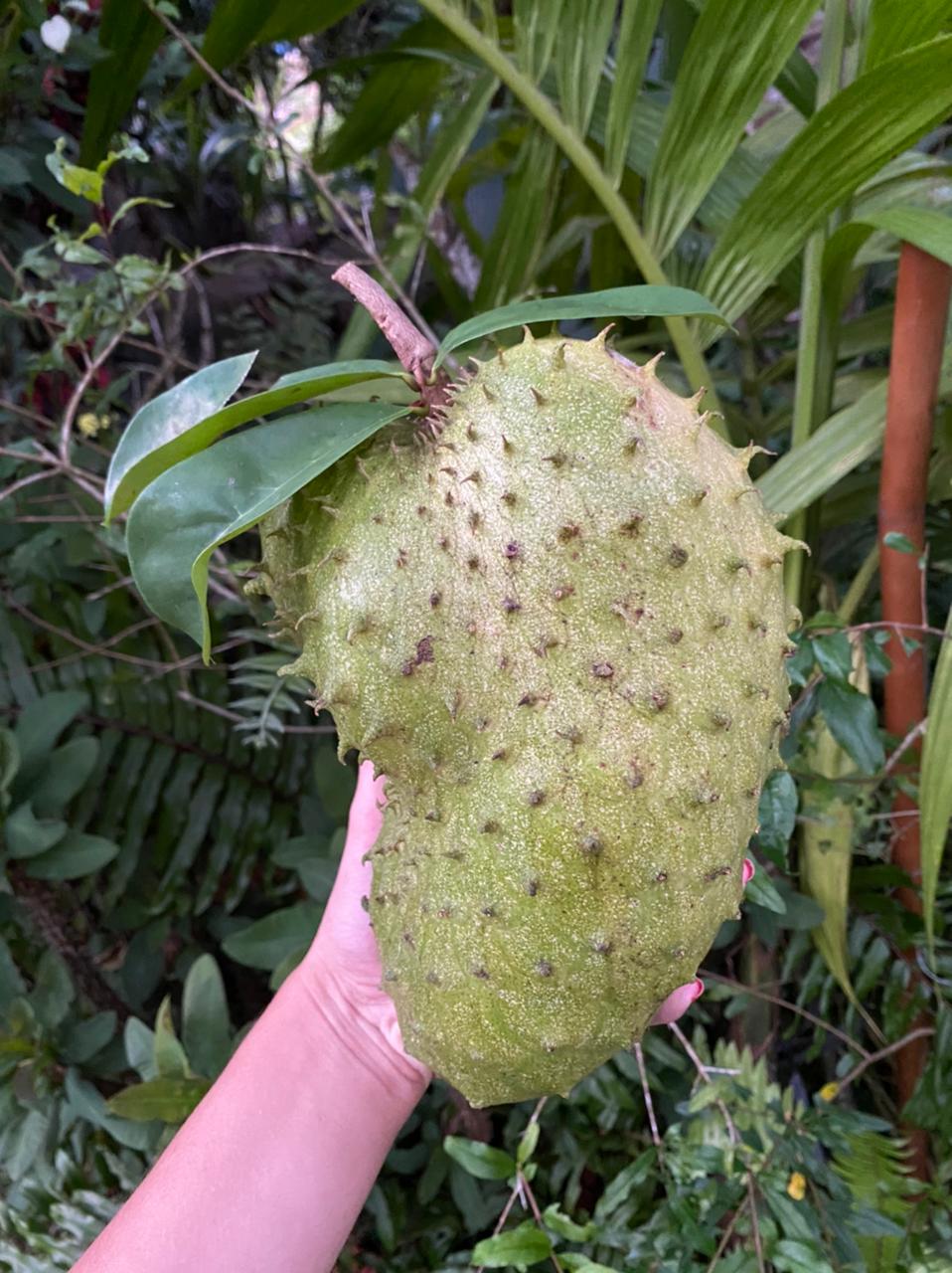 22 Exotic Fruits you need to try in Seychelles